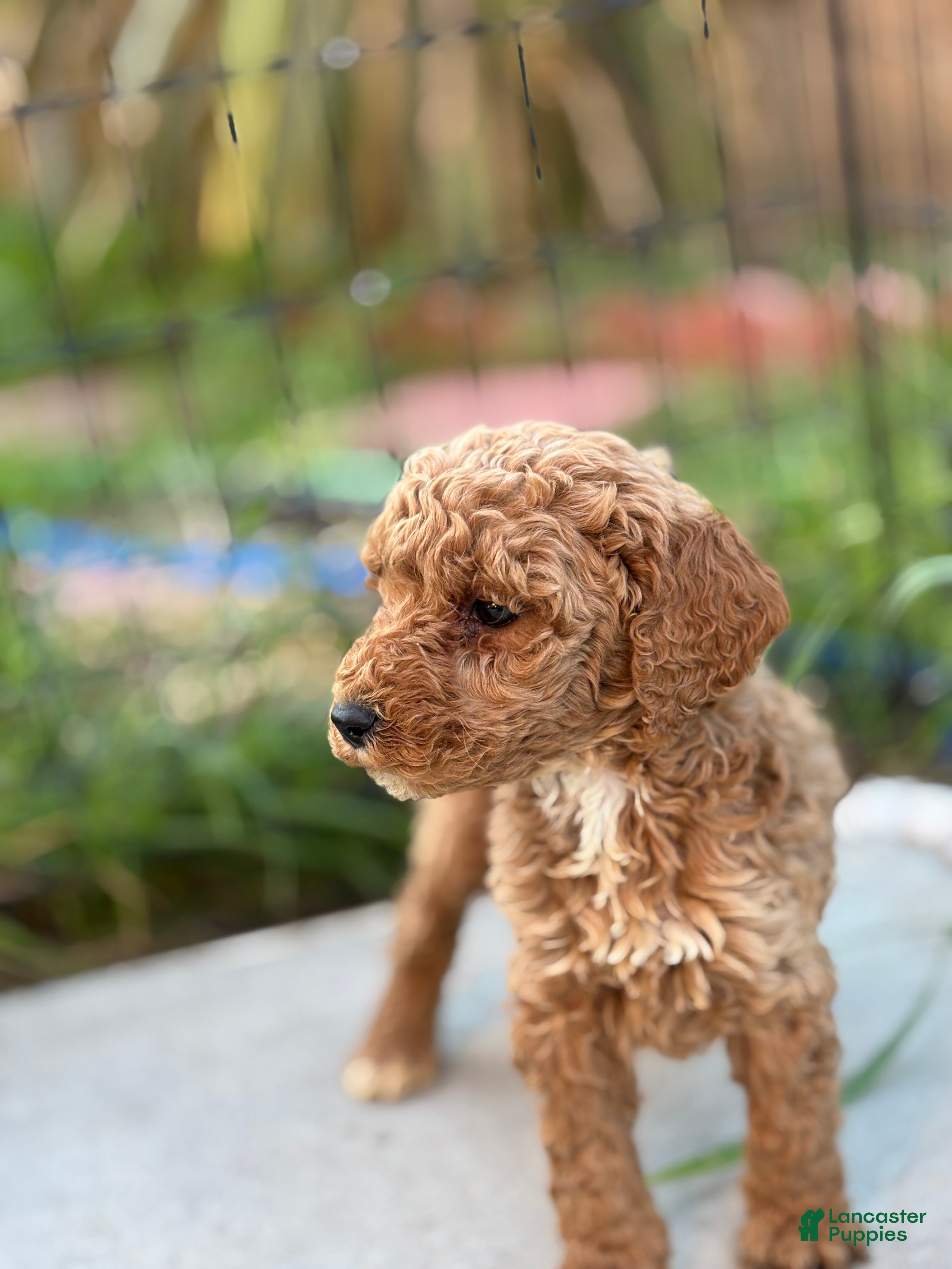 Standard Poodle dogs Charlie - Ad 34
