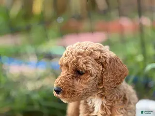 Standard Poodle dogs Charlie - Ad 9