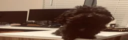 Toy Poodle dogs for sale: Toy Poodle Puppy 1 - Ad 5