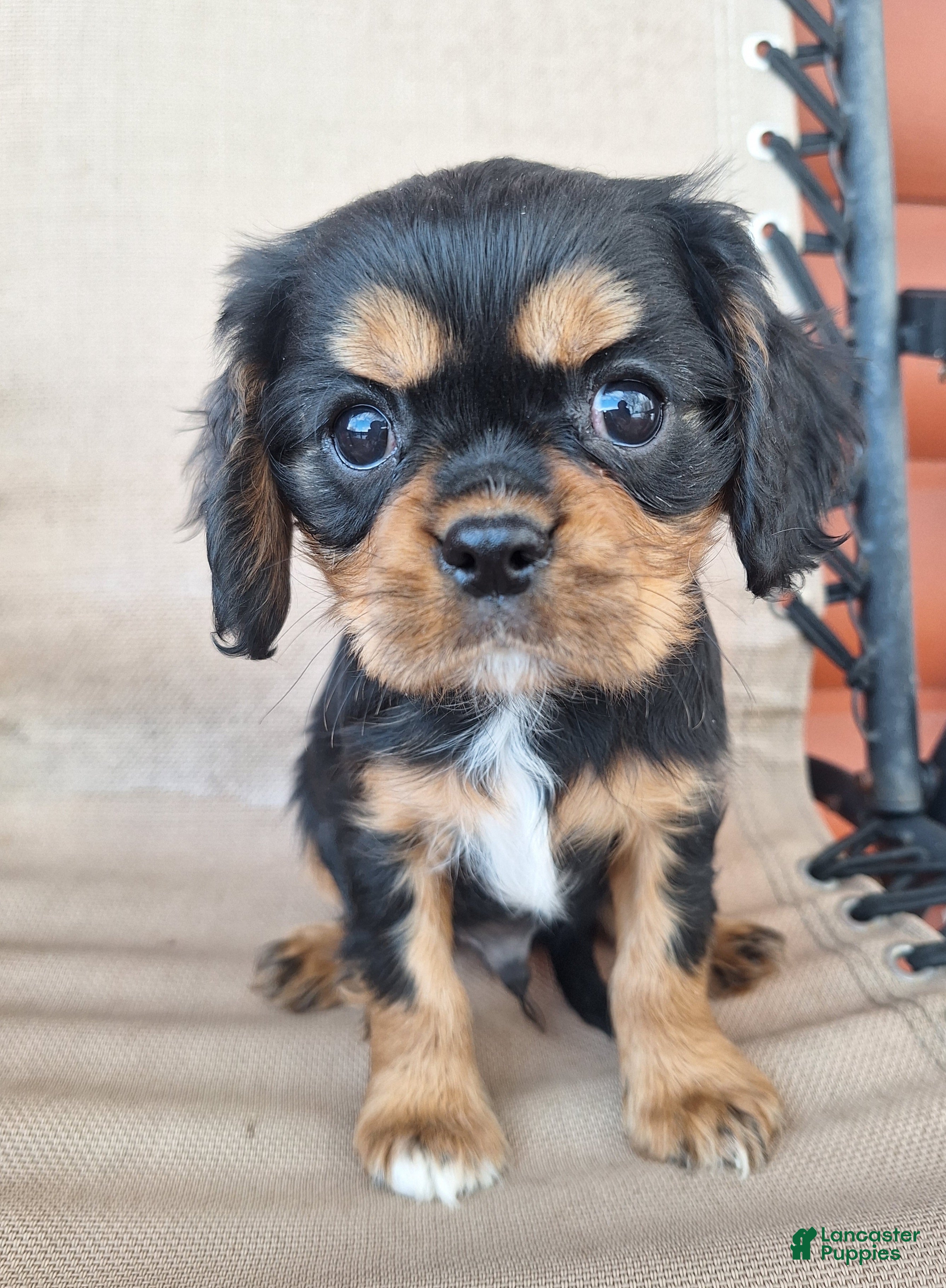 Cavalier King Charles Spaniel dogs for sale: Bear - Ad 3
