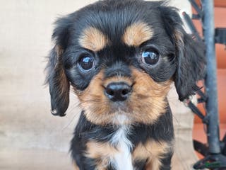 Cavalier King Charles Spaniel dogs for sale: Bear - Ad 3