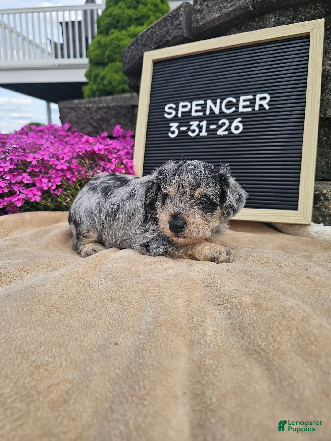 Miniature Schnauzer dogs for sale: Spencer - Ad 2