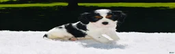 Cavalier King Charles Spaniel dogs for sale: Tucker - Ad 6