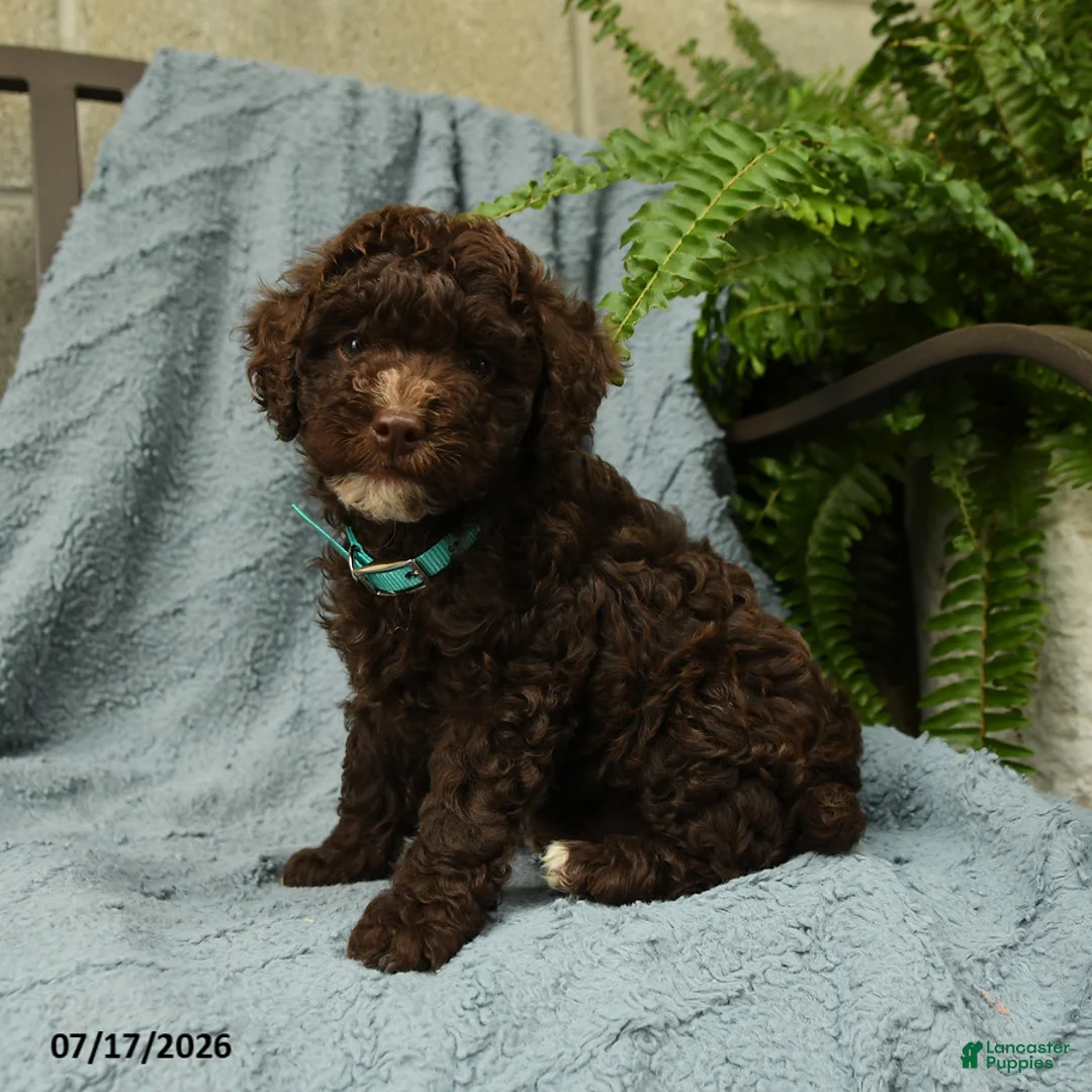 Toy Poodle dogs for sale: Jeremy - Ad 2
