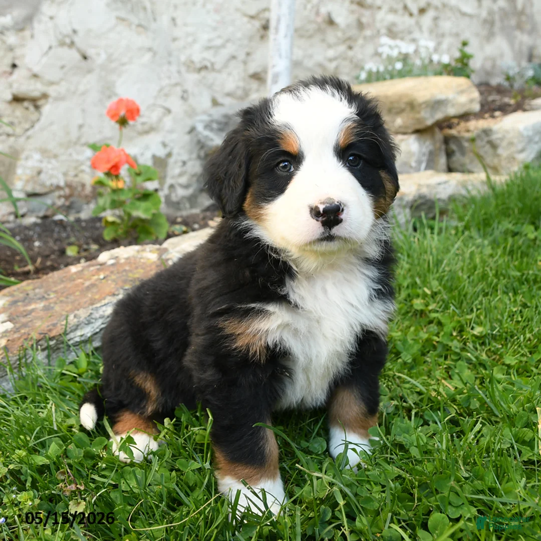 Bernese Mountain Dog dogs for sale: Edelweiss - Ad 3
