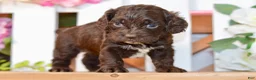 Cockapoo dogs for sale: Claudia - Ad 6