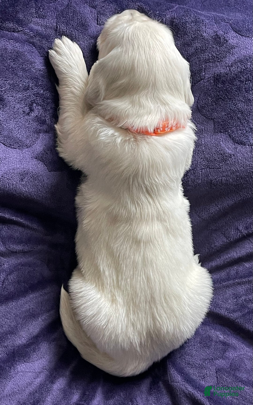 Golden Retriever dogs for sale: Clemson - Ad 8