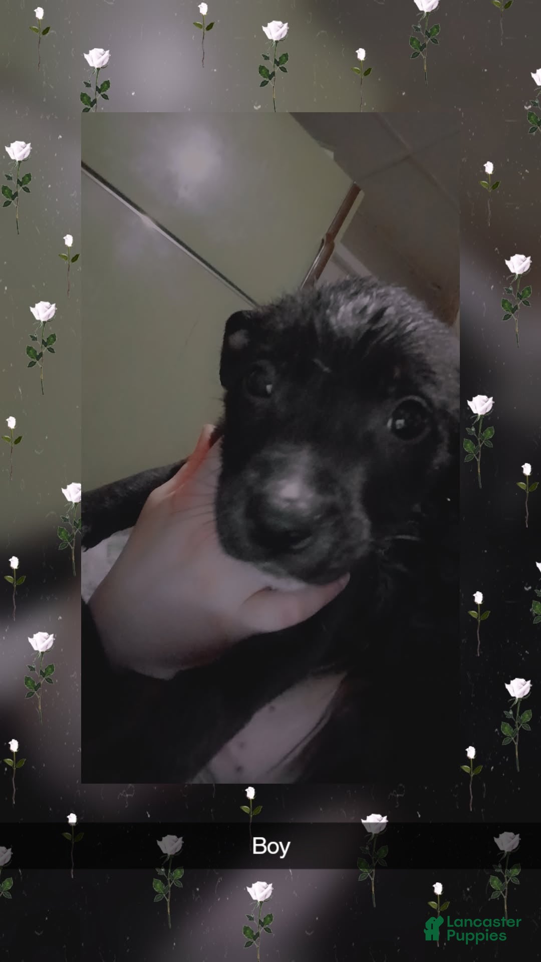 Pitsky dogs Pitsky Puppy 4 - Ad 2