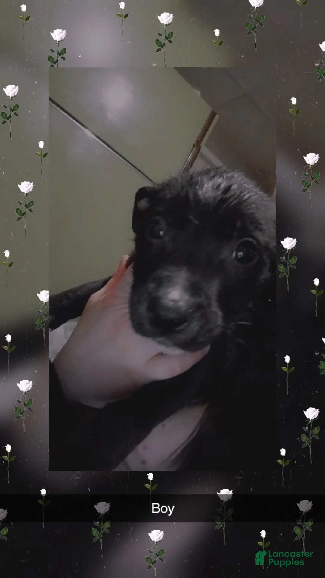 Pitsky dogs for sale: Pitsky Puppy 4 - Ad 1