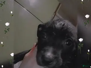 Pitsky dogs Pitsky Puppy 4 - Ad 2