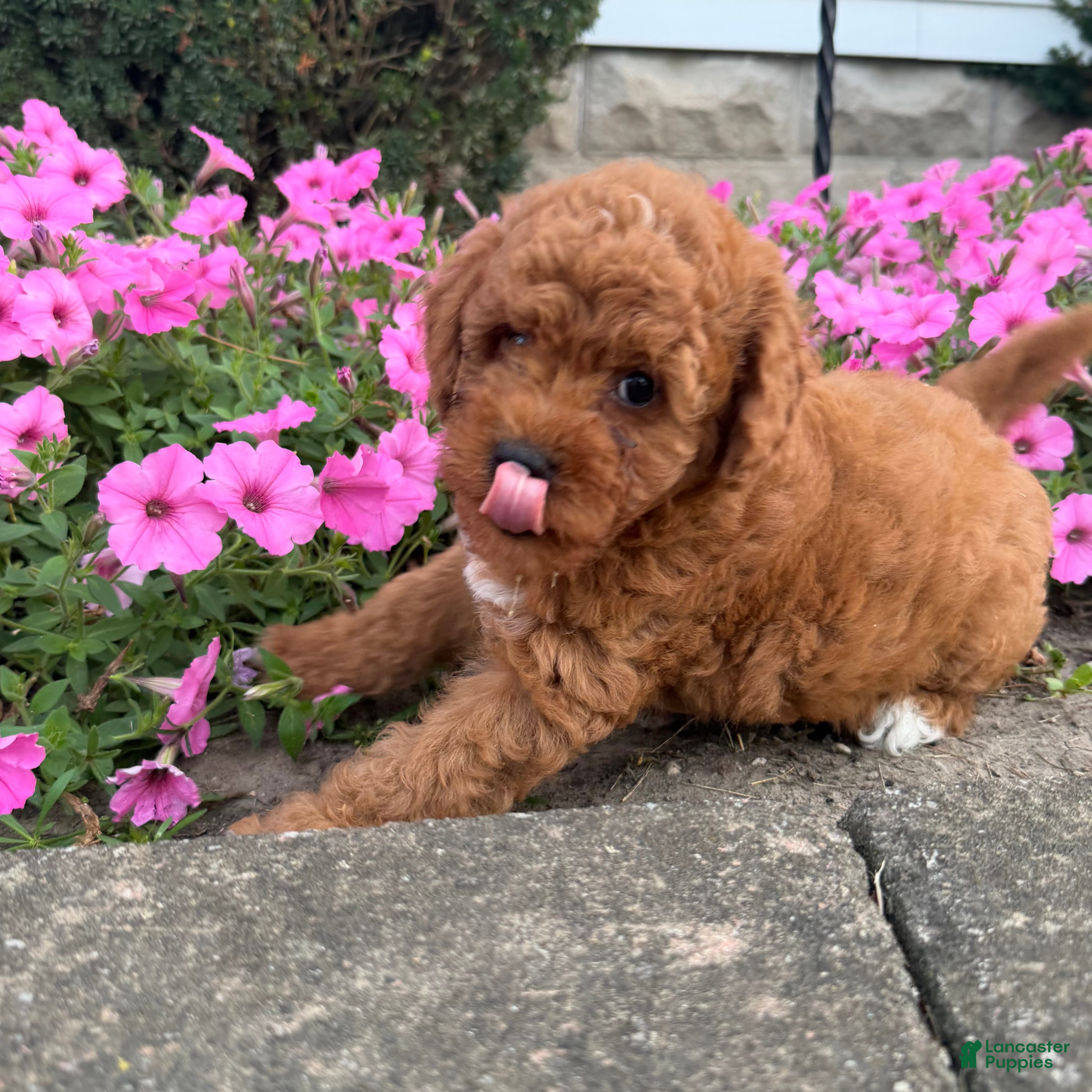 Mini Goldendoodle dogs Lollipop Mini Goldendoodle  - Ad 2