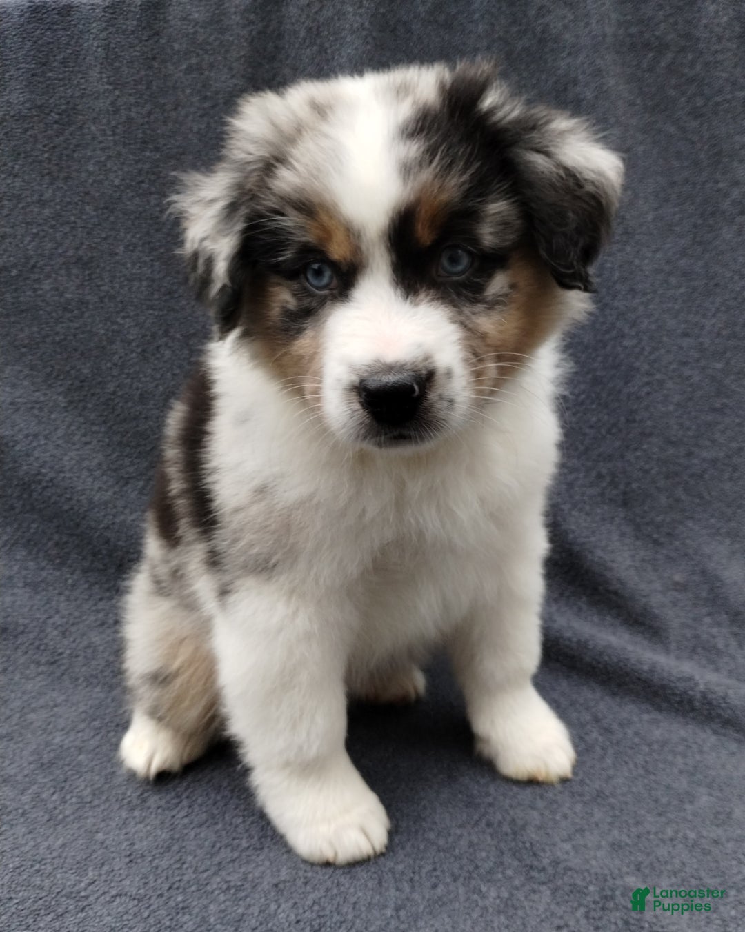 Miniature Australian Shepherd dogs for sale: Nickel - Ad 2