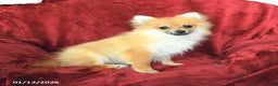 Pomeranian dogs for sale: Paddington - Ad 3