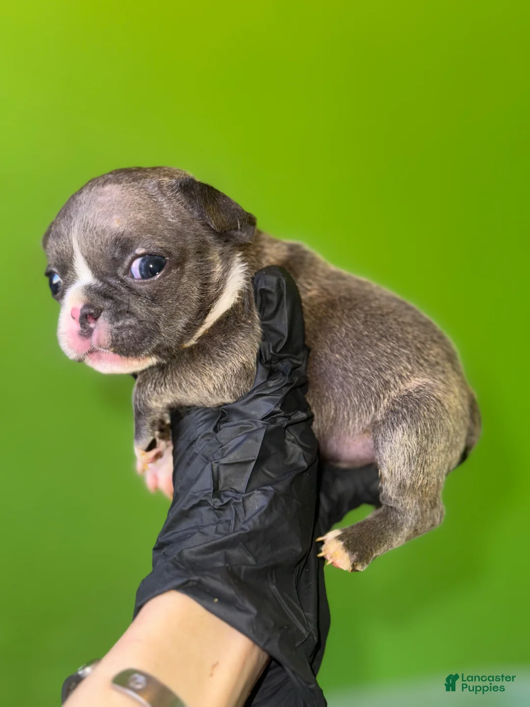 French Bulldog dogs for sale: French Bulldog Puppy 2 - Ad 1