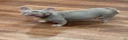 French Bulldog dogs for sale: French Bulldog 2 - Ad 5