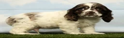 Cocker Spaniel dogs for sale: Hayden - Ad 2