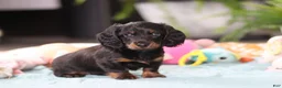 Dachshund dogs for sale: Ivy - Ad 3