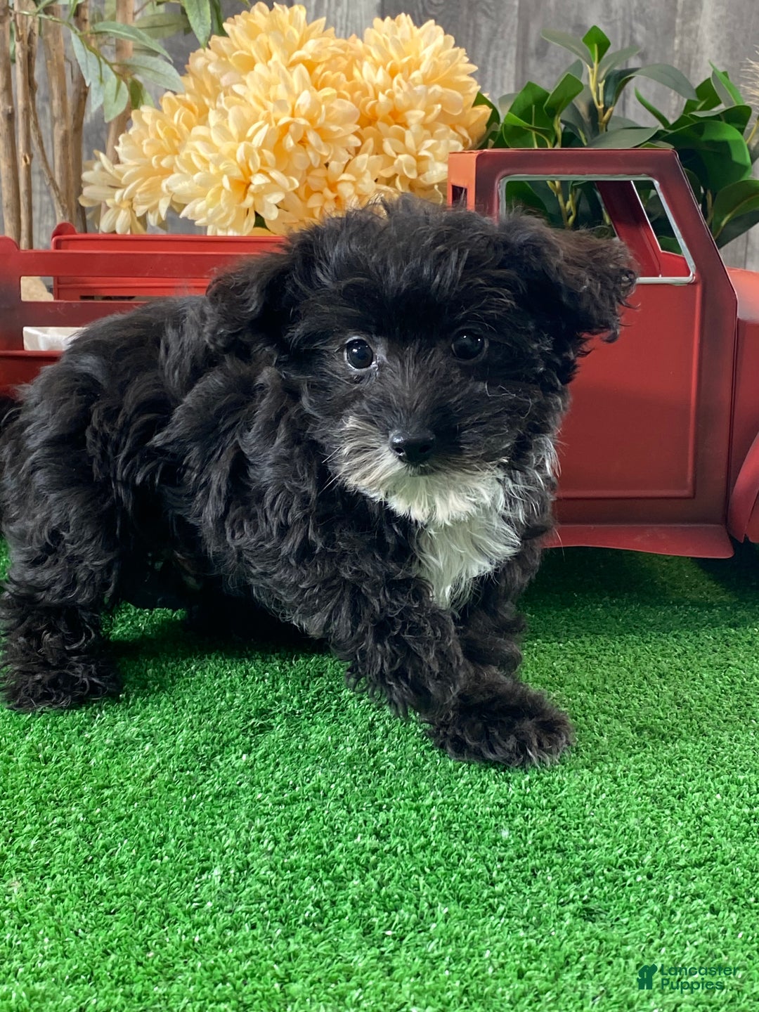Yorkiepoo dogs for sale: Paco - Ad 2