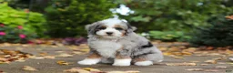 Mini Bernedoodle dogs for sale: Paris - Ad 4
