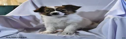 Papillon dogs for sale: Swallowtail - Ad 5