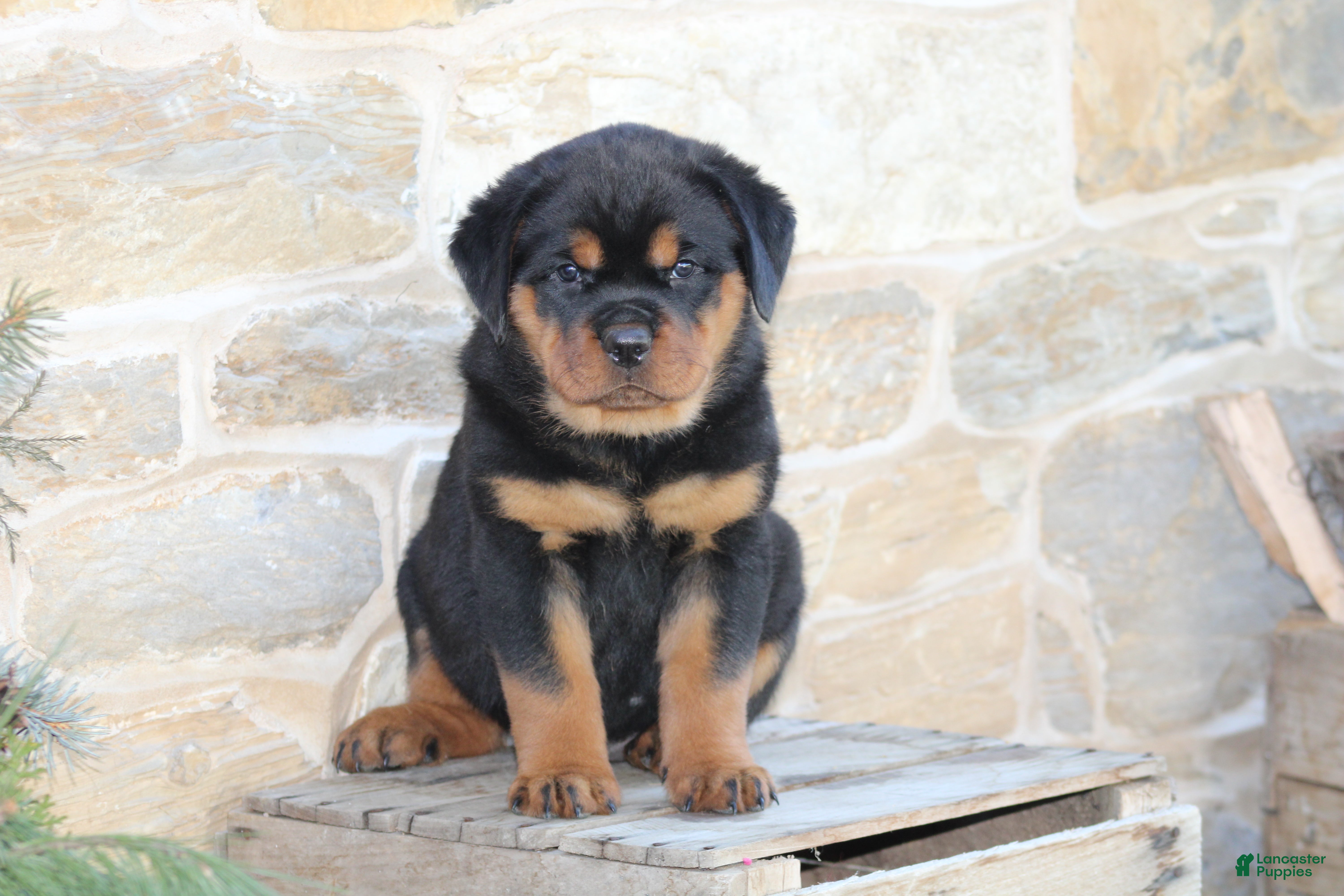 Rottweiler dogs Hazel - Ad 6