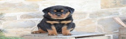 Rottweiler dogs for sale: Hazel - Ad 1