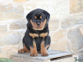 Rottweiler dogs Hazel - Ad 7