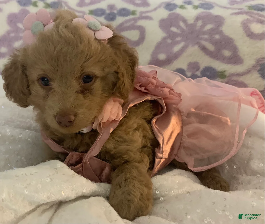 Maltipoo dogs for sale: Maltipoo Puppy 4 - Ad 2