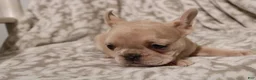 French Bulldog dogs for sale: Lacey - Ad 7