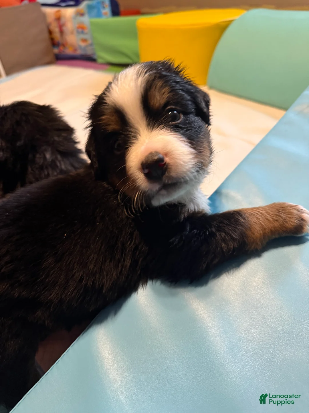 Bernese Mountain Dog dogs for sale: Squirt - Ad 2