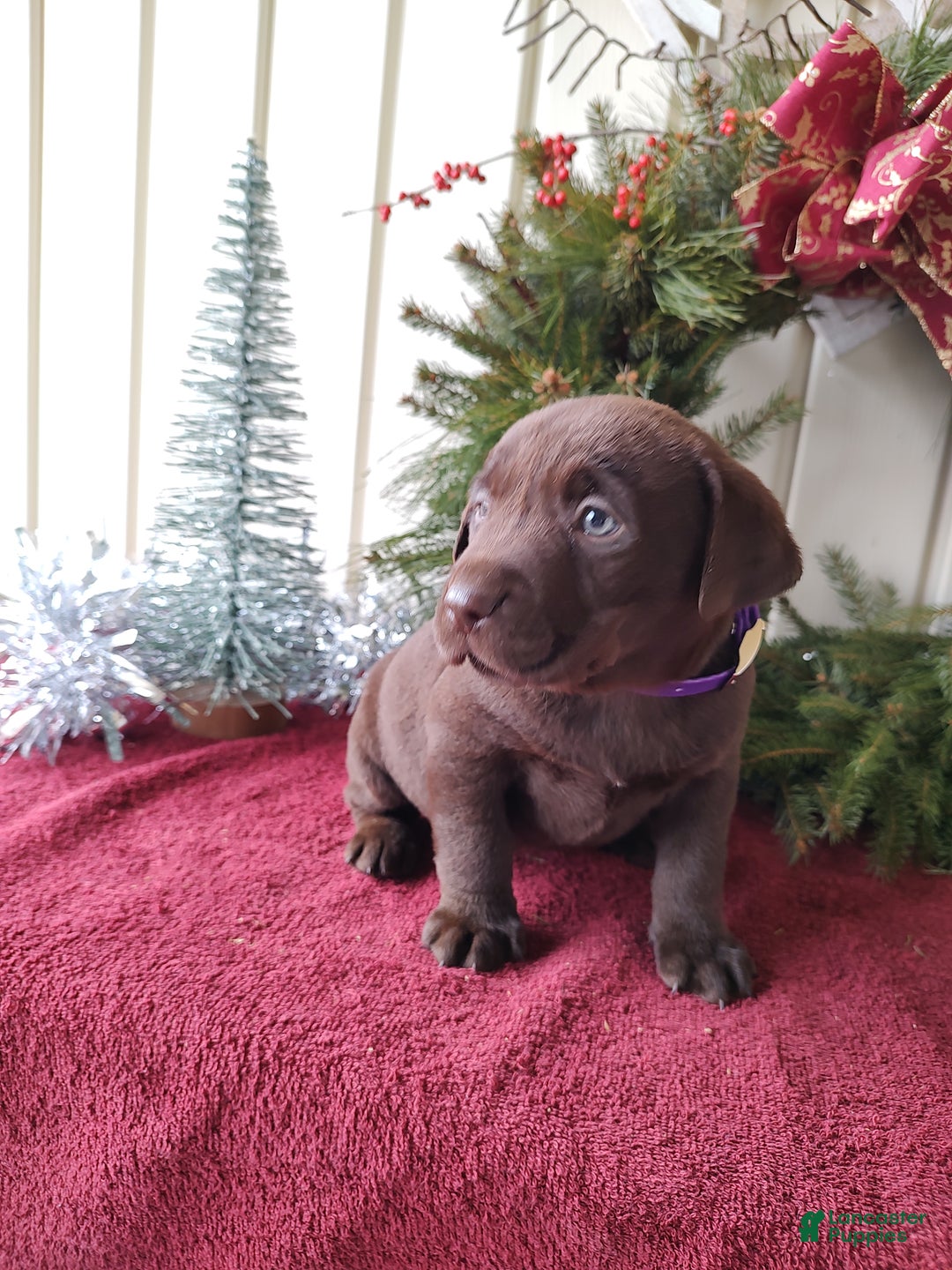 Labrador Retriever dogs for sale: Holly - Ad 3