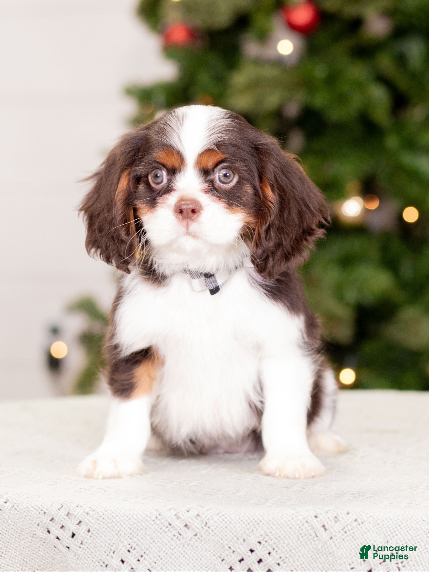 Cavalier King Charles Spaniel dogs Baxter - Ad 9