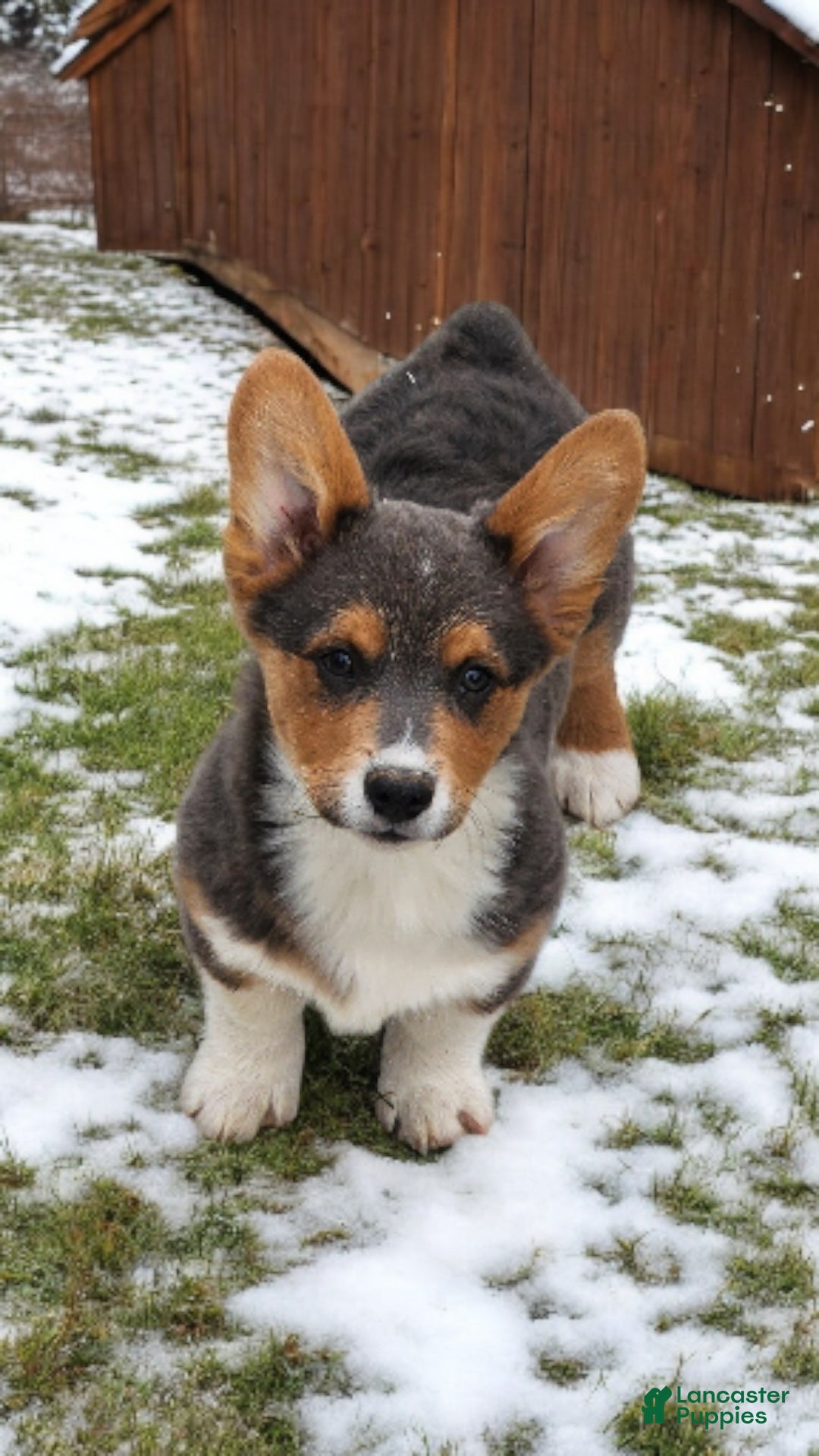 Welsh Corgi Pembroke dogs for sale: Abel Bluie - Ad 2