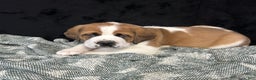 Saint Bernard dogs for sale: Randy - Ad 1