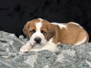 Saint Bernard dogs Randy - Ad 1