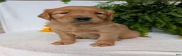 Golden Retriever dogs for sale: Dug  - Ad 5