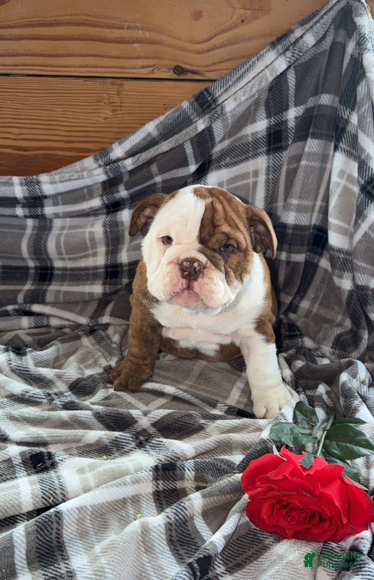 Mixed Breed dogs Jemma - Ad 1