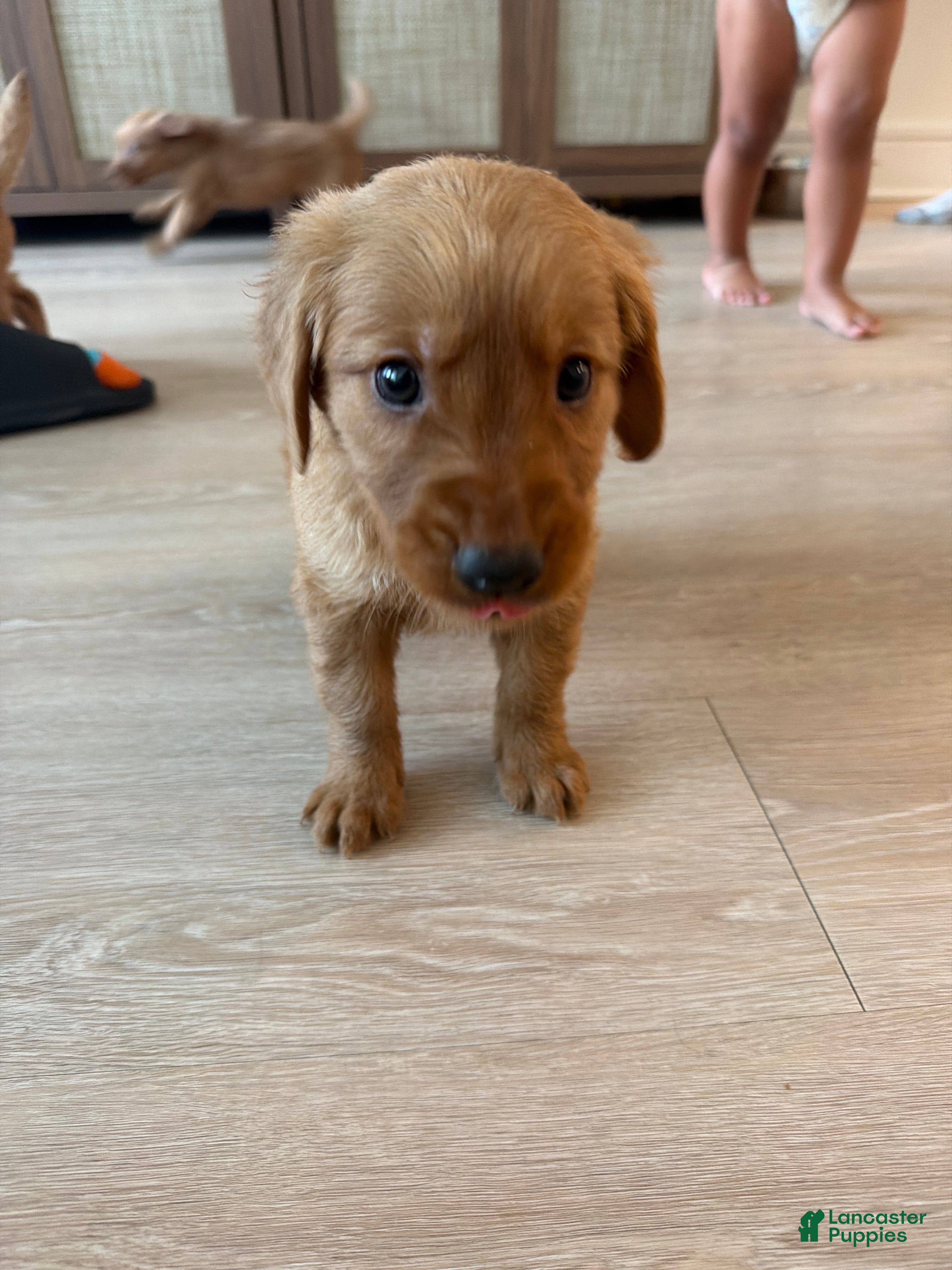 Golden Retriever dogs Golden Retriever Puppy 6 - Ad 13