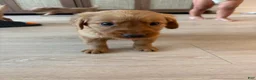 Golden Retriever dogs for sale: Golden Retriever Puppy 6 - Ad 1