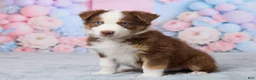 Australian Shepherd dogs for sale: Theo - Ad 5