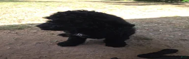 Standard Poodle 2