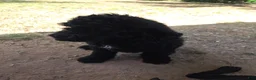 Standard Poodle dogs for sale: Standard Poodle 2 - Ad 1