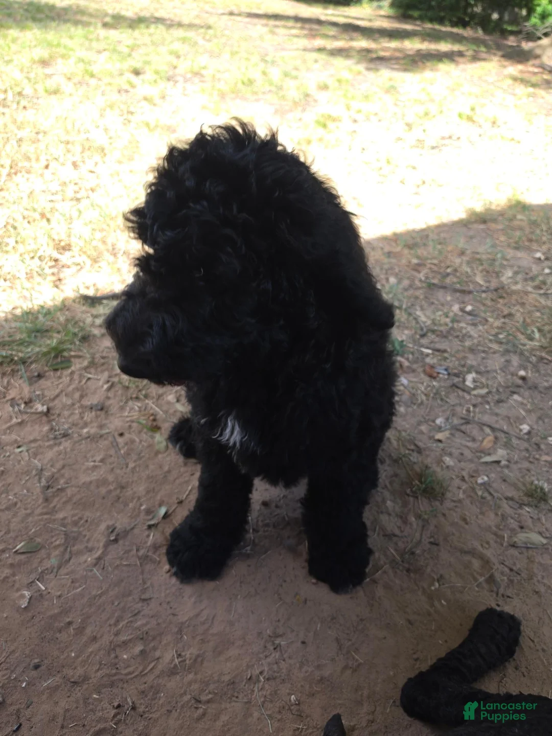 Standard Poodle dogs for sale: Standard Poodle 2 - Ad 1