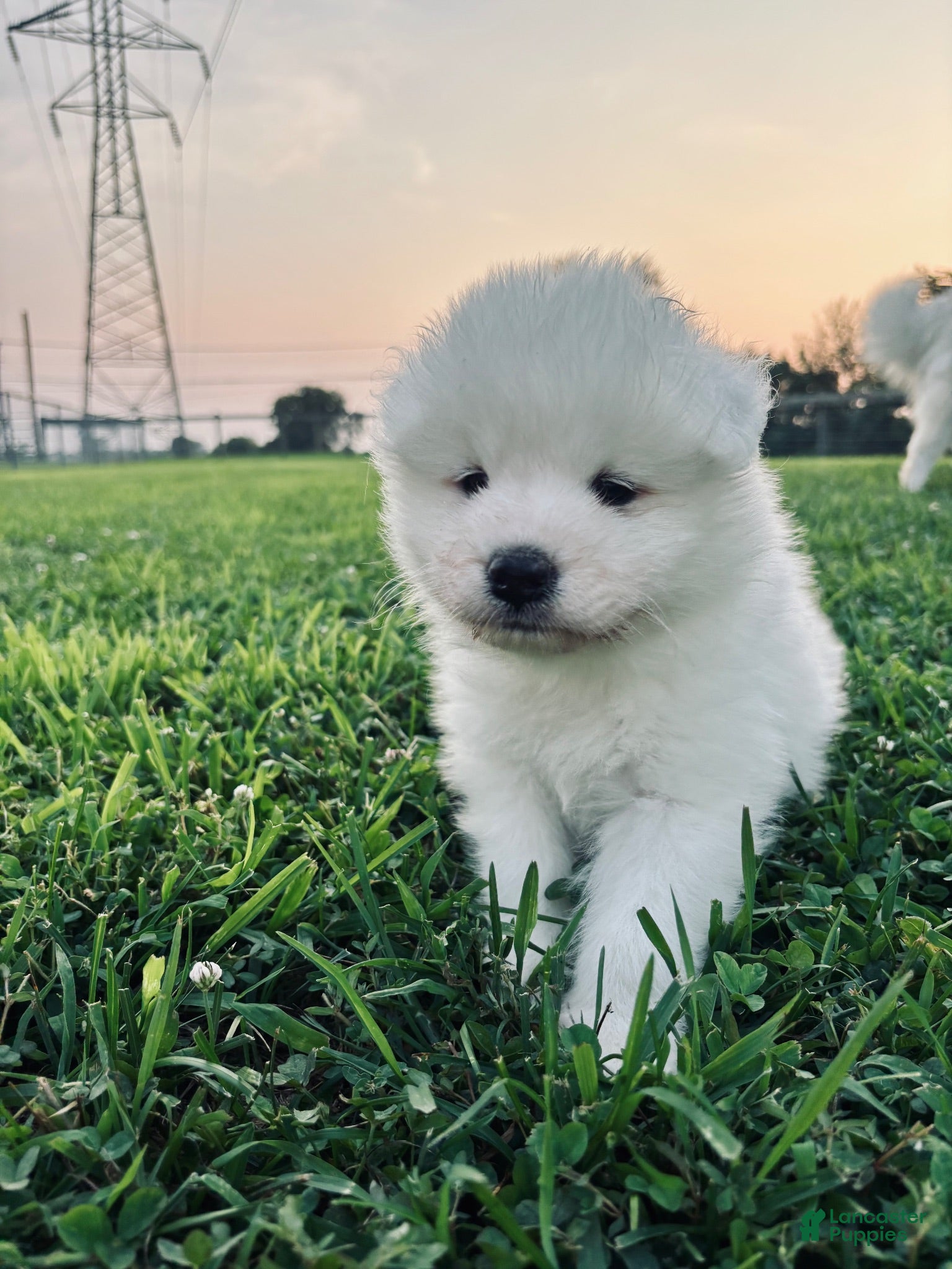 Samoyed dogs Willow - Ad 2