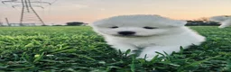 Samoyed dogs for sale: Willow - Ad 3