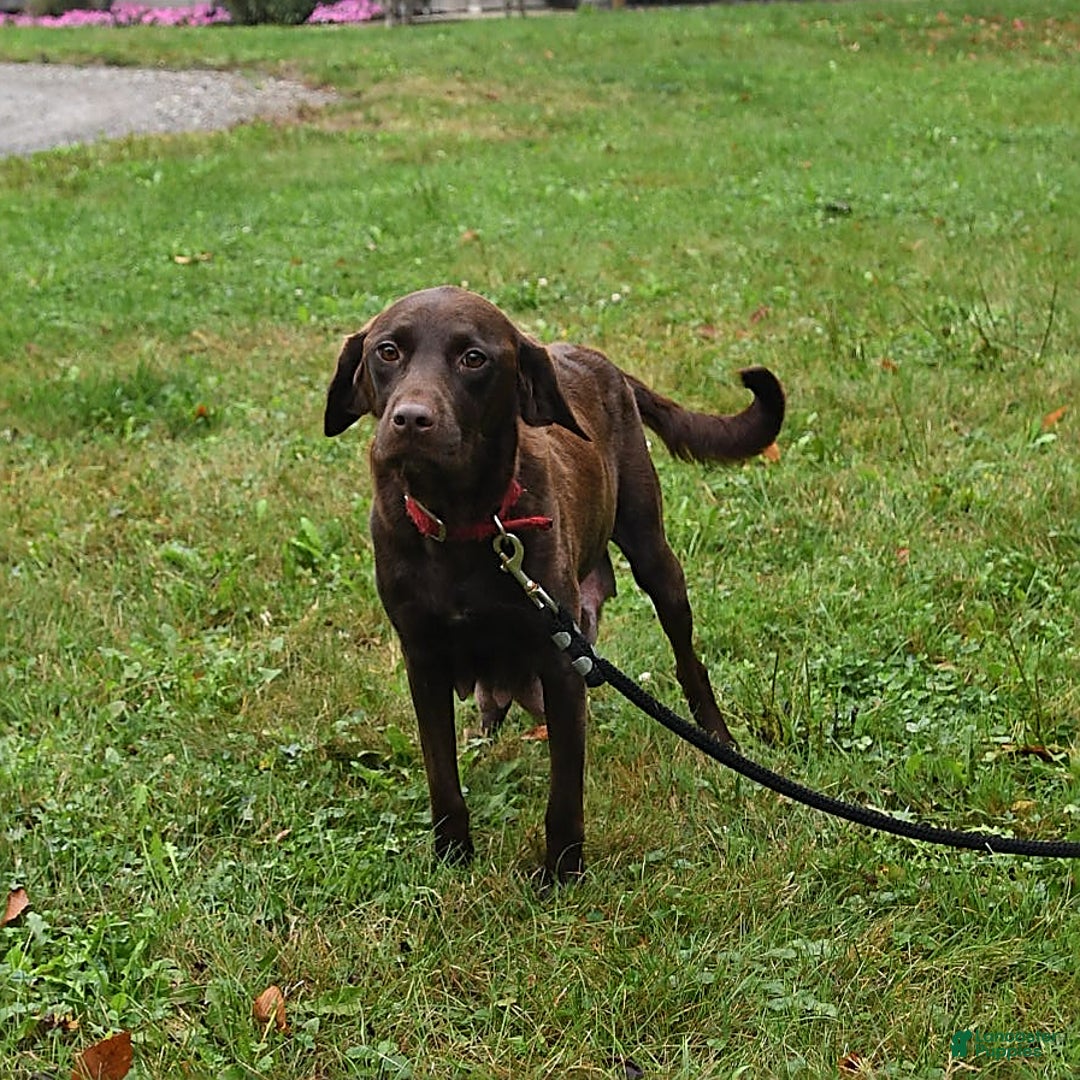 Labrador Retriever dogs for sale: Rocky - Ad 4