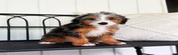 Mini Bernedoodle dogs for sale: Zoe - Ad 3