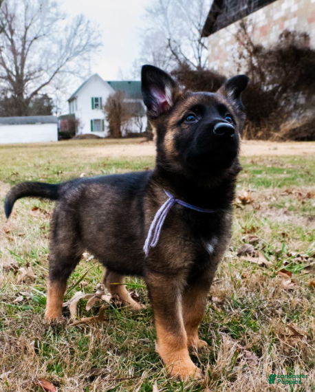 German Shepherd dogs Leia - Ad 28