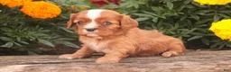 Cavalier King Charles Spaniel dogs for sale: Freddy Cavalier King Charles Spaniel  - Ad 3