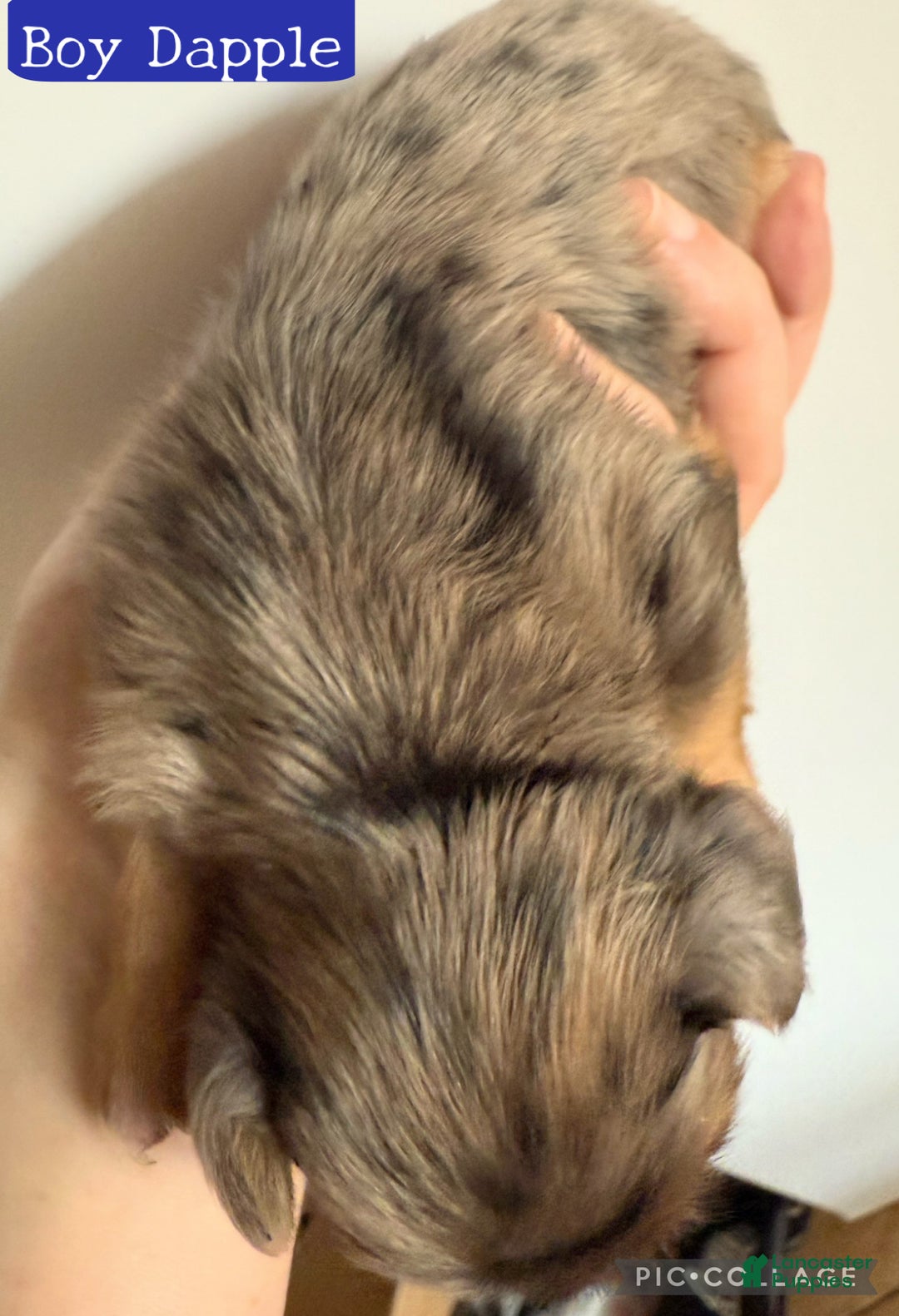 Miniature Dachshund dogs for sale: Miniature Dachshund LH Dapple - Ad 2